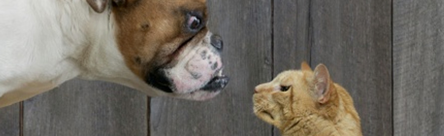 Dog vs Cat