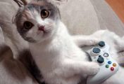 Top 10 Cats in Videogames