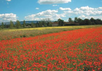 Green Man Gaming - Remembrance Day